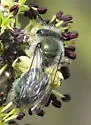 Andrena impolita - photo 3