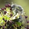 Andrena impolita - photo 4