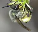Andrena impolita - photo 5
