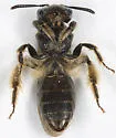 Andrena integra - photo 2
