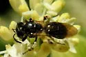 Andrena integra - photo 3