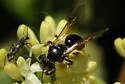 Andrena integra - photo 4