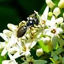 Andrena integra - photo 5