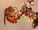 Andrena jessicae - Andrena jessicae
