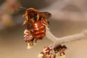 Andrena jessicae - photo 3