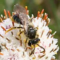 Andrena krigiana - Andrena krigiana