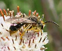 Andrena krigiana - photo 2