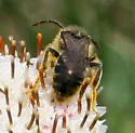 Andrena krigiana - photo 3
