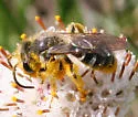 Andrena krigiana - photo 4
