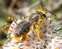 Andrena krigiana - photo 5
