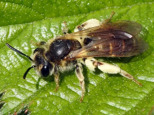 Andrena labialis - photo 2