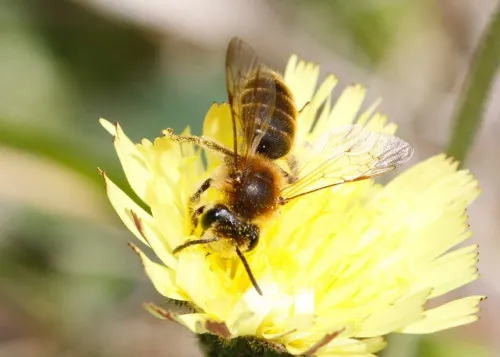 Andrena labialis - photo 3