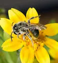 Andrena lativentris