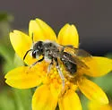 Andrena lativentris - photo 2