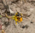 Andrena levipes - Andrena levipes