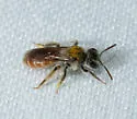 Andrena levipes - photo 2