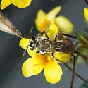 Andrena levipes - photo 3