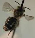 Andrena livida