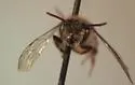 Andrena livida - photo 2