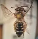 Andrena livida - photo 3