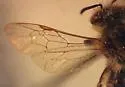 Andrena livida - photo 4