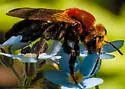 Lupine Miner Bee - Andrena lupinorum