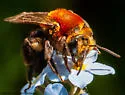 Lupine Miner Bee - photo 2