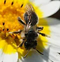 Andrena malacothricidis - photo 2