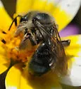 Andrena malacothricidis - photo 3