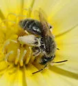 Andrena malacothricidis - photo 4
