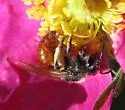 Andrena mariae