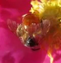 Andrena mariae - photo 2
