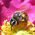 Andrena mariae - photo 3
