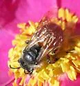 Andrena mariae - photo 4