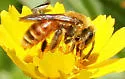 Andrena melliventris - Andrena melliventris