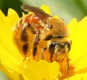 Andrena melliventris - photo 2