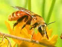 Andrena melliventris - photo 3