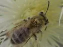 Andrena mentzeliae - Andrena mentzeliae