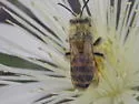 Andrena mentzeliae - photo 2