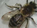 Andrena mentzeliae - photo 3