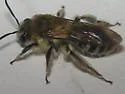 Andrena mentzeliae - photo 4