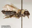 Andrena mesillae - photo 3