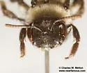 Andrena mesillae - photo 4