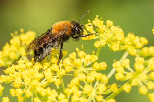 Milwaukee Miner Bee - photo 2