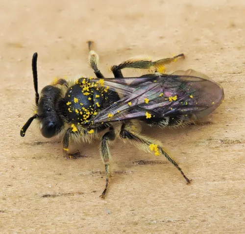 Andrena minutula - photo 2