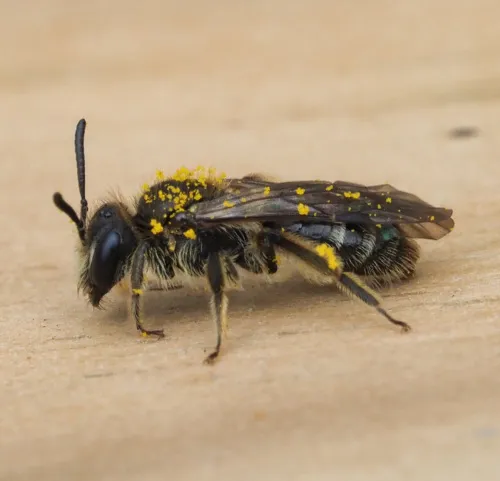 Andrena minutula - photo 3