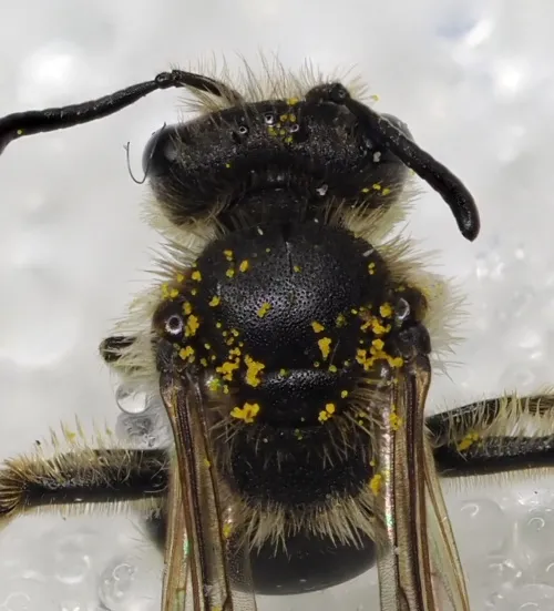 Andrena minutula - photo 4