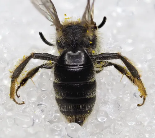 Andrena minutula - photo 5