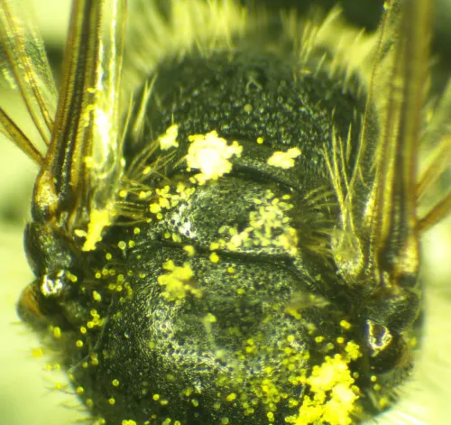 Andrena minutula - photo 6