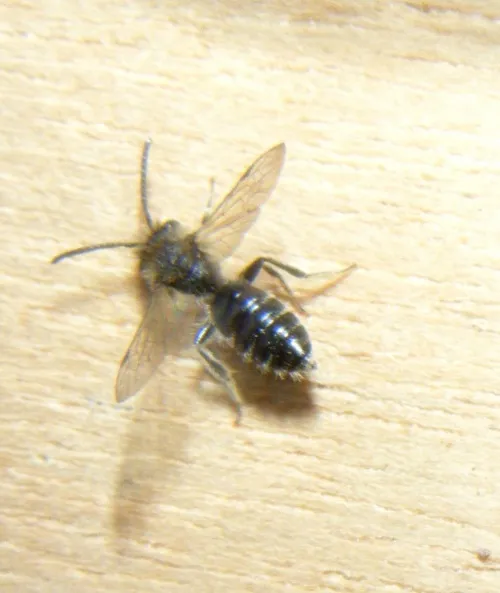 Andrena minutula - photo 7